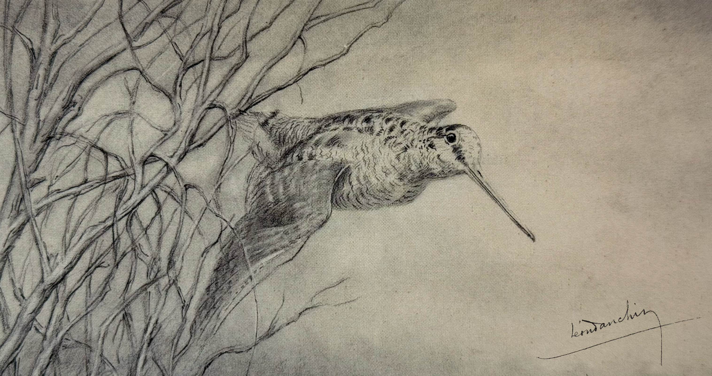 Becasses-en-vol-Leon-DANCHIN-Dessin-facsimile-SON-NAY